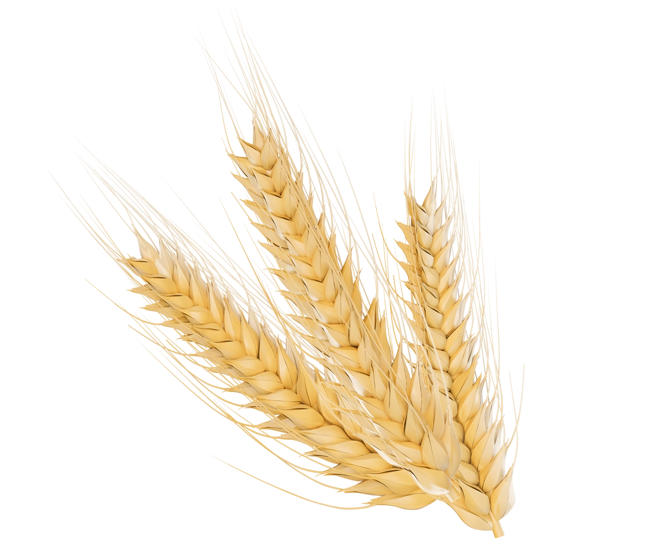 Wheat Trading